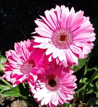 bloem gerbera lila